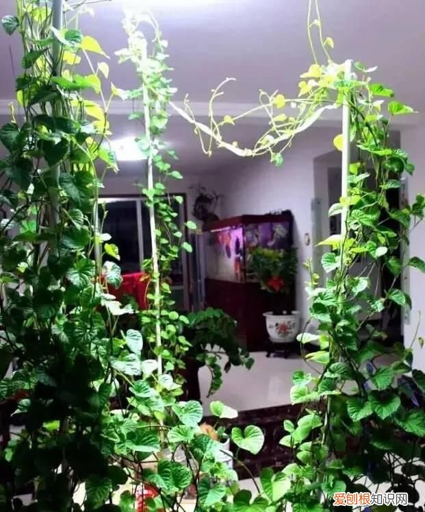 饮料瓶种青菜教程 饮料瓶可以二次种青菜吗