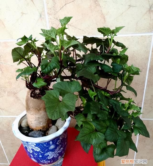 饮料瓶种青菜教程 饮料瓶可以二次种青菜吗