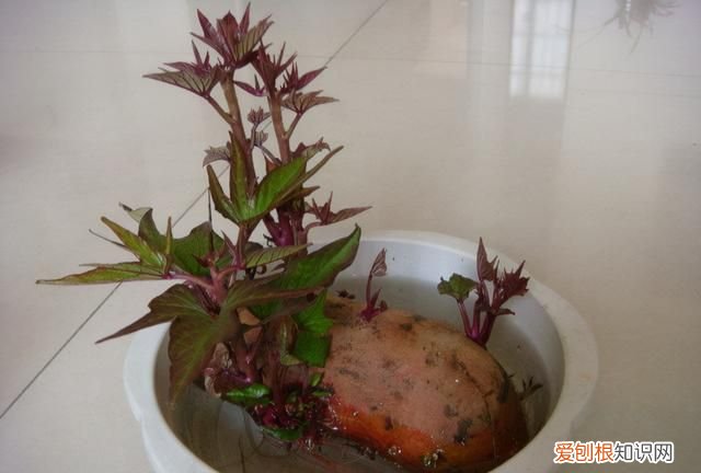 饮料瓶种青菜教程 饮料瓶可以二次种青菜吗