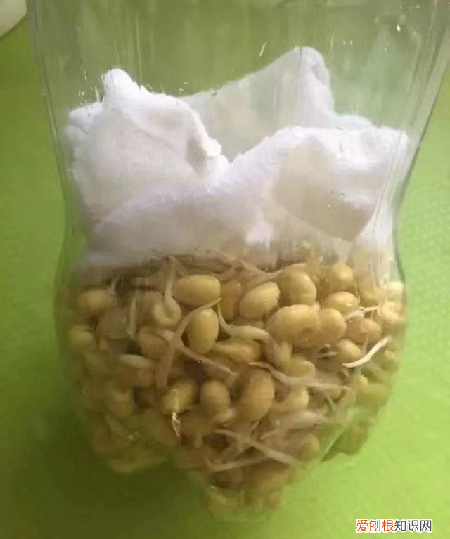 饮料瓶种青菜教程 饮料瓶可以二次种青菜吗