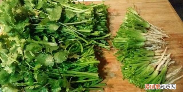 饮料瓶种青菜教程 饮料瓶可以二次种青菜吗