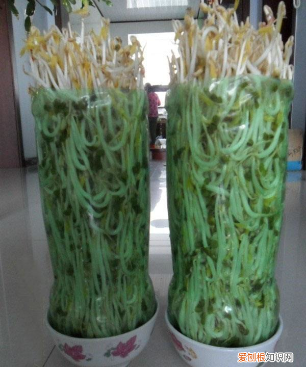 饮料瓶种青菜教程 饮料瓶可以二次种青菜吗