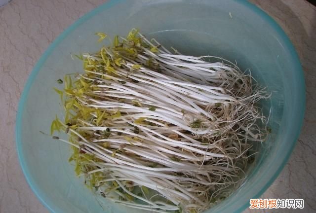 饮料瓶种青菜教程 饮料瓶可以二次种青菜吗