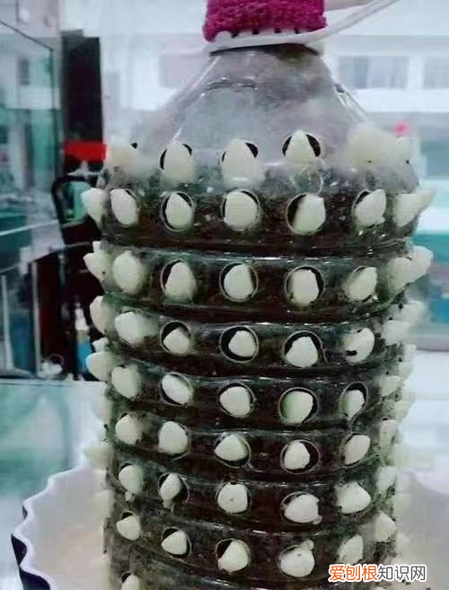 饮料瓶种青菜教程 饮料瓶可以二次种青菜吗