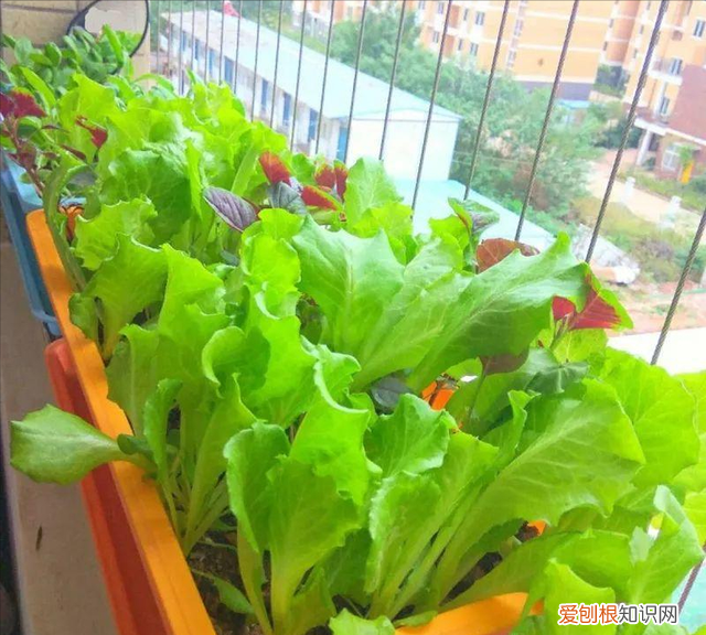 饮料瓶种青菜教程 饮料瓶可以二次种青菜吗