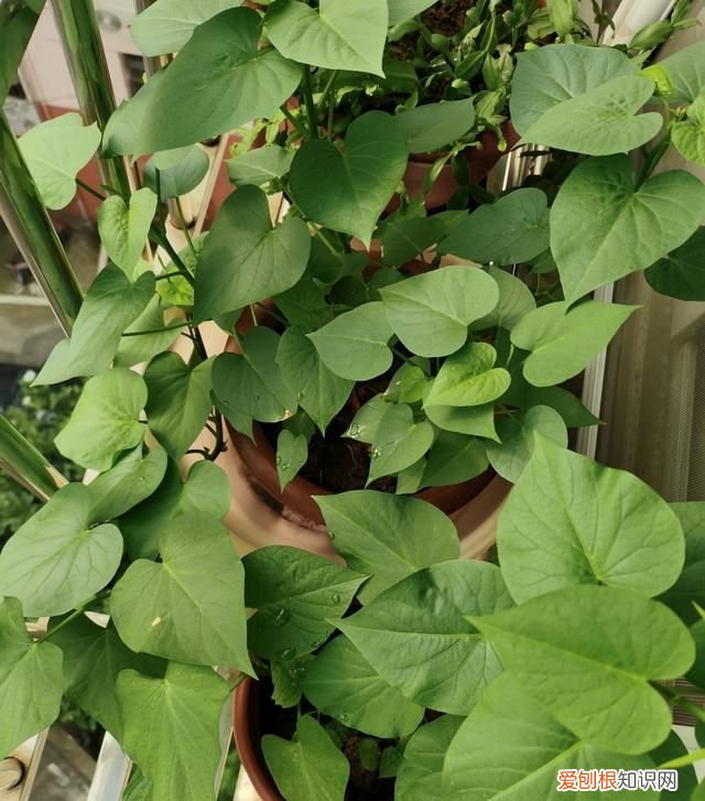 饮料瓶种青菜教程 饮料瓶可以二次种青菜吗