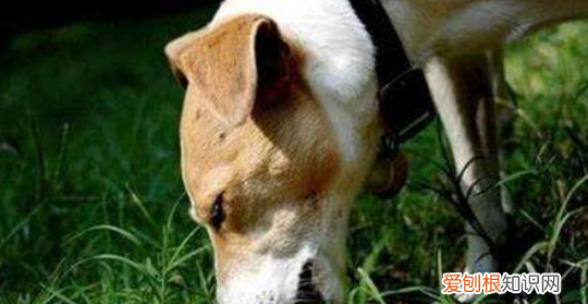狗吃草什么原因,狗吃草的原因是什么