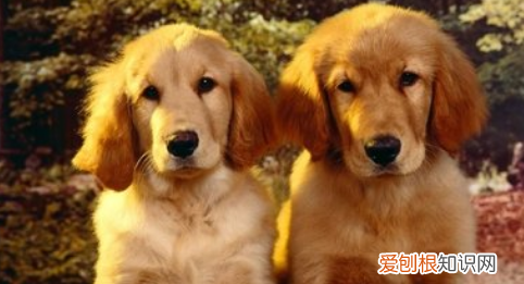 狗吃草什么原因,狗吃草的原因是什么