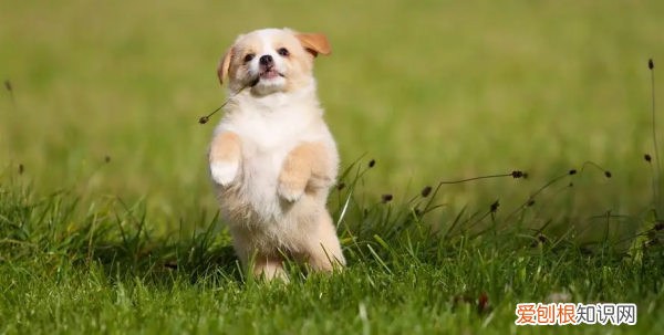 狗吃草什么原因,狗吃草的原因是什么