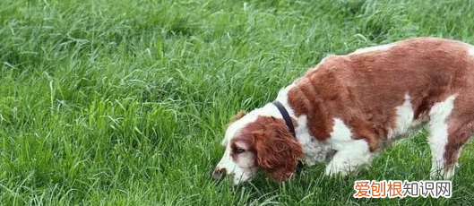 狗吃草什么原因,狗吃草的原因是什么