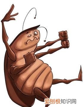 灭蟑螂的小妙招,餐馆怎么灭蟑螂最安全饭店灭蟑螂有什么小妙招