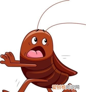 灭蟑螂的小妙招,餐馆怎么灭蟑螂最安全饭店灭蟑螂有什么小妙招