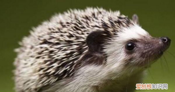 刺猬效应什么意思,女生在恋爱中用刺猬形容自己是什么意思啊