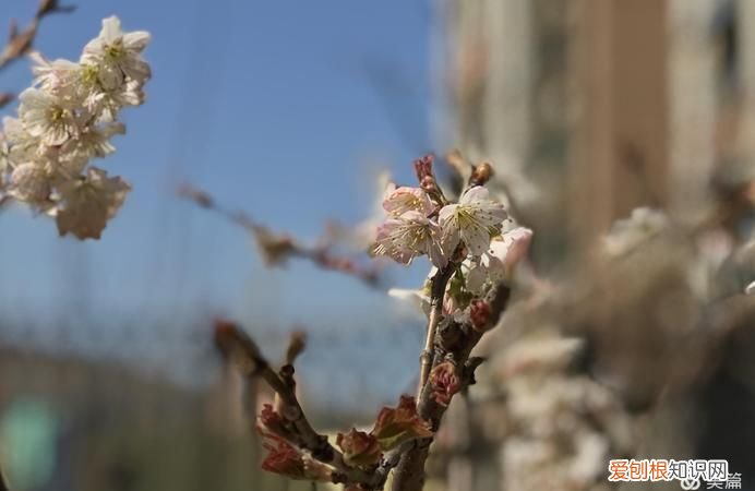 花香自来前一句是什么，蝶自来前面一句是什么