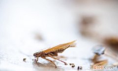 蟑螂能飞多高,为什么有翅膀却喜欢跑来跑去