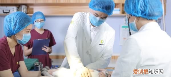 狗又吐又拉怎么办，狗狗又吐又拉稀怎么办吃什么药