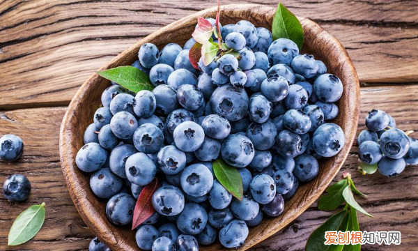 蓝莓一年结果几次，蓝莓树什么季节结果