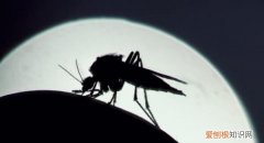 冬天如何消灭家里的蚊子，冬天家里有暖气有蚊子怎么办呢