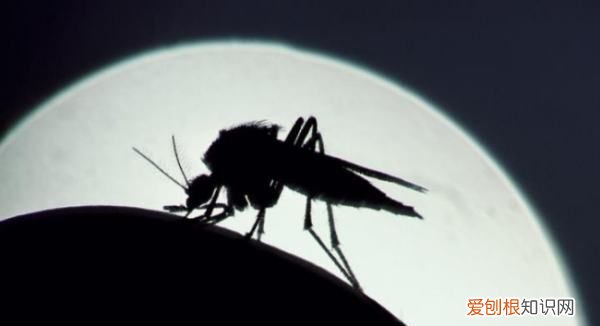 冬天如何消灭家里的蚊子,冬天家里有暖气有蚊子怎么办呢