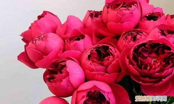 月季种子催芽方法,爬墙月季花种子怎么种容易发芽