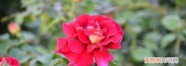 月季种子催芽方法,爬墙月季花种子怎么种容易发芽