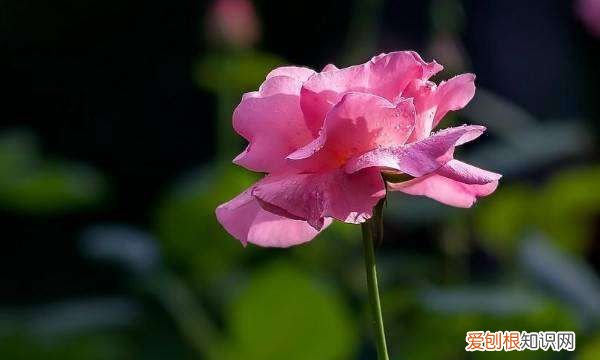 月季种子催芽方法,爬墙月季花种子怎么种容易发芽