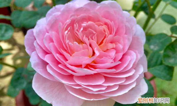 月季种子催芽方法,爬墙月季花种子怎么种容易发芽