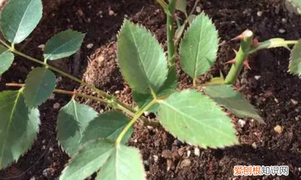 月季种子催芽方法，爬墙月季花种子怎么种容易发芽