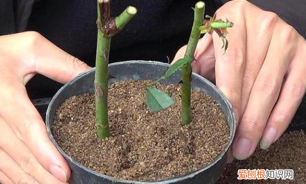 月季种子催芽方法，爬墙月季花种子怎么种容易发芽