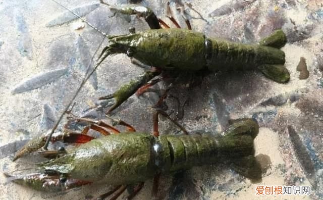 连续阴雨天小龙虾怎么管理,阴雨天小龙虾要喂食吗