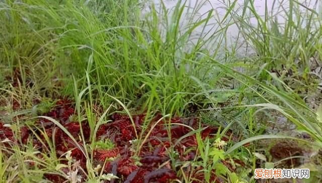 连续阴雨天小龙虾怎么管理,阴雨天小龙虾要喂食吗