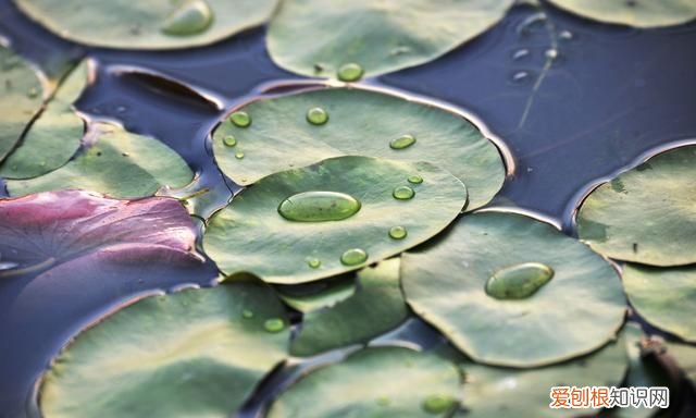 教你做一道美容汤怎么做