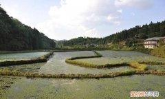 教你做一道美容汤怎么做