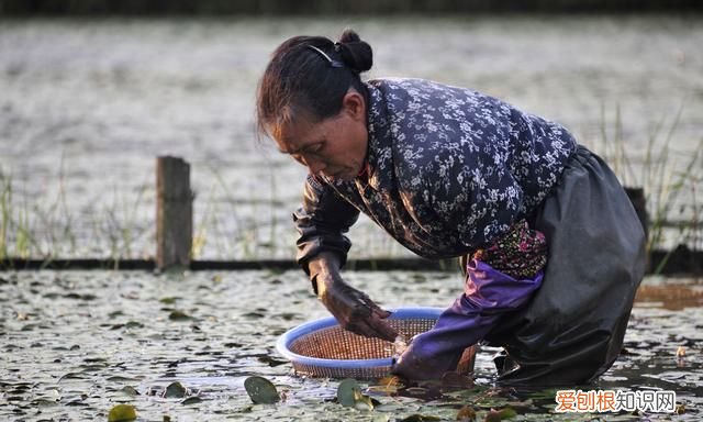 教你做一道美容汤怎么做