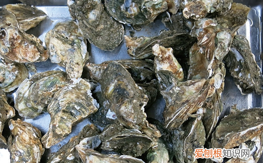 生蚝长什么样,牡蛎和生蚝一样吗?图片