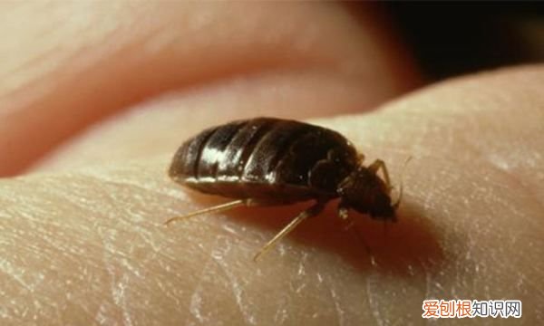 家里虫子多怎么清除,家里小虫子特别多怎么办