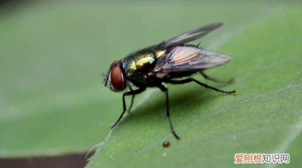 家里虫子多怎么清除,家里小虫子特别多怎么办