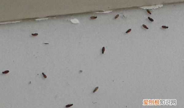 家里虫子多怎么清除，家里小虫子特别多怎么办