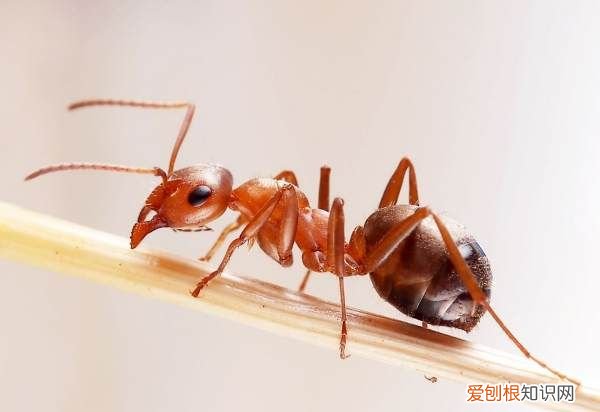 家里虫子多怎么清除,家里小虫子特别多怎么办