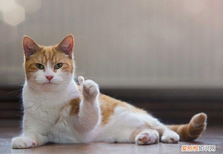 适合晚上微醺养颜的红酒推荐?