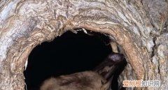 蝙蝠冬眠吗，蝙蝠是冬眠动物