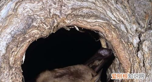 蝙蝠冬眠吗,蝙蝠是冬眠动物