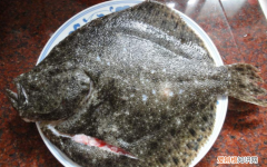 多宝鱼有鱼线，多宝鱼有鱼鳞吗