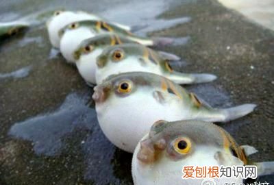 鯸鲐是什么,鱼字旁过来一个侯是什么字