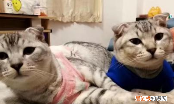 猫瘟会传染给猫，猫瘟传染给别的猫几率,检查出来再隔离来得及吗