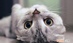 猫瘟会传染给猫，猫瘟传染给别的猫几率,检查出来再隔离来得及吗