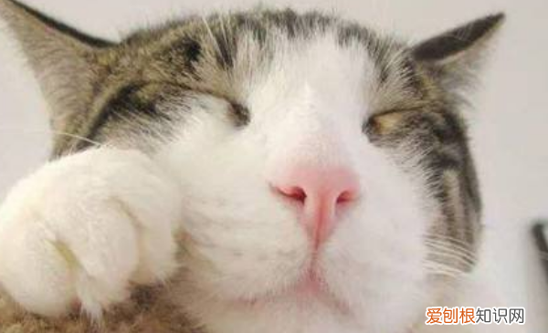 猫瘟会传染给猫，猫瘟传染给别的猫几率,检查出来再隔离来得及吗