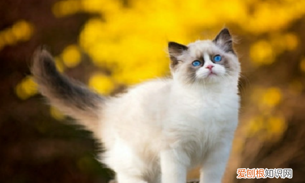 猫瘟会传染给猫,猫瘟传染给别的猫几率,检查出来再隔离来得及吗