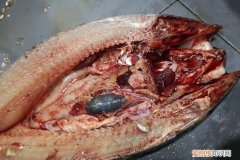 鱼胆破了鱼还能吃吗，青鱼胆破了鱼还能吃