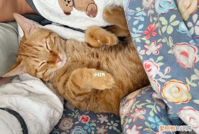 作文记得一缕花香800字数,大土和小橘什么时候在一起